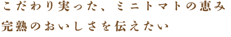 こだわり実った、ミニトマトの恵み完熟のおいしさを伝えたい